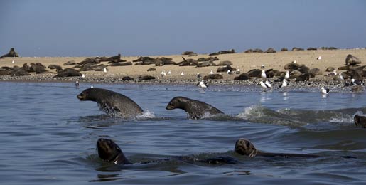 Noleggio camper Walvis Bay