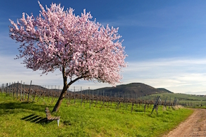 La strada del vino